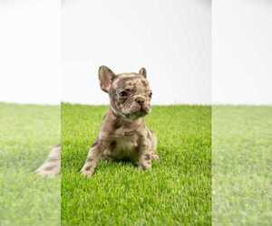 French Bulldog Puppy for sale in HOUSTON, TX, USA