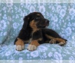 Small Photo #10 Australian Shepherd-English Shepherd Mix Puppy For Sale in LAKELAND, FL, USA