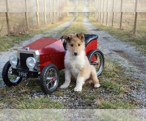 Collie Puppy for sale in KINGSPORT, TN, USA