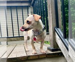 Small #2 Chihuahua Mix