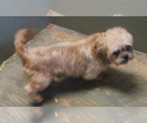Medium Photo #2 Shih Tzu Puppy For Sale in CARROLLTON, GA, USA