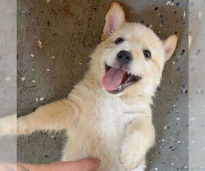 Medium Australian Shepherd-Chihuahua Mix
