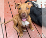 Small #7 Retriever  Mix