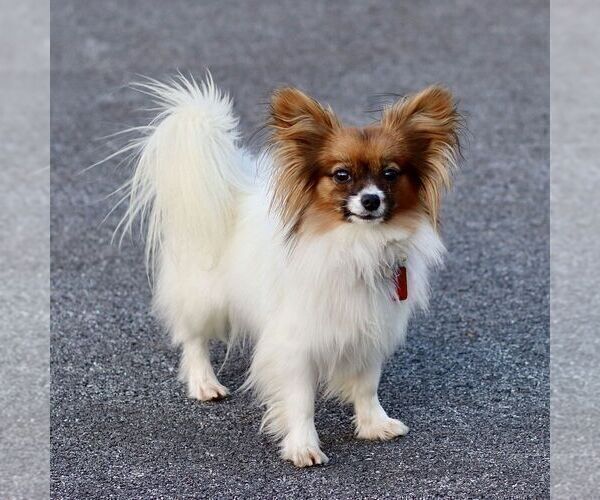 Medium Photo #1 Papillon Puppy For Sale in GORDONVILLE, PA, USA