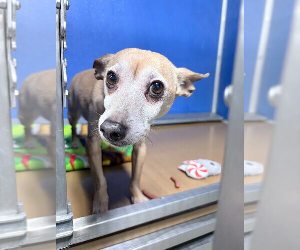 Medium Photo #4 Chihuahua-Unknown Mix Puppy For Sale in Pierceton , IN, USA