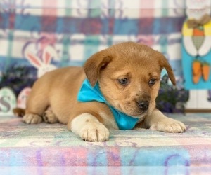 Texas Heeler Puppy for sale in LANCASTER, PA, USA