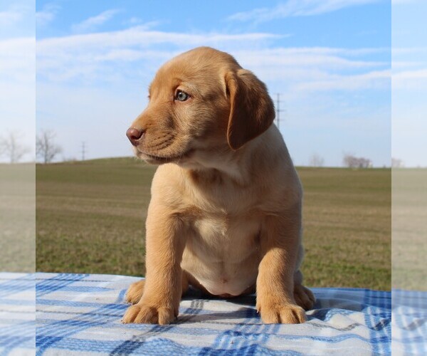 Medium Photo #2 Labrador Retriever Puppy For Sale in HAGERSTOWN, MD, USA