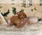 Small Photo #3 Goldendoodle (Miniature) Puppy For Sale in WARSAW, IN, USA