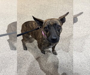 Chihuahua-Unknown Mix Dogs for adoption in Sanford, FL, USA