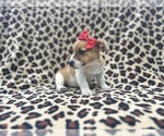 Small #2 Jack Russell Terrier