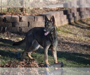 Father of the German Shepherd Dog puppies born on 03/27/2024