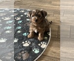 Small #3 Yorkshire Terrier