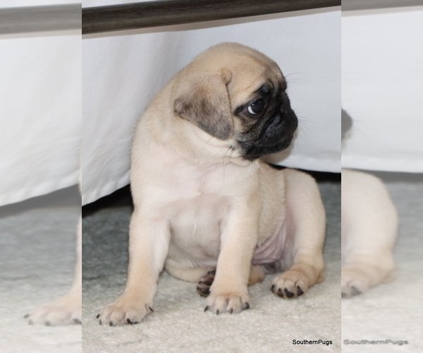 Medium Photo #7 Pug Puppy For Sale in WINNSBORO, TX, USA