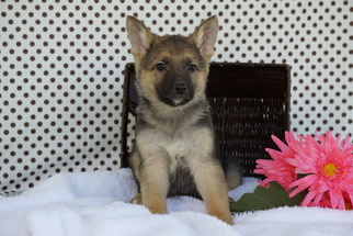 German Shepherd Dog Puppy for sale in FREDERICKSBURG, OH, USA