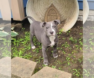 American Staffordshire Terrier-Unknown Mix Dogs for adoption in Des Moines, IA, USA