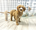 Small Photo #5 Goldendoodle-Poodle (Miniature) Mix Puppy For Sale in MARIETTA, GA, USA