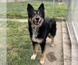 German Shepherd Dog Dogs for adoption in Modesto, CA, USA