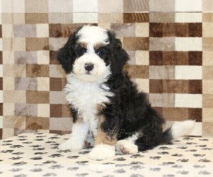 Bernedoodle (Miniature) Puppy for sale in DENVER, PA, USA