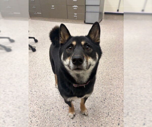 Medium Photo #1 Shiba Inu Puppy For Sale in Brighton, CO, USA