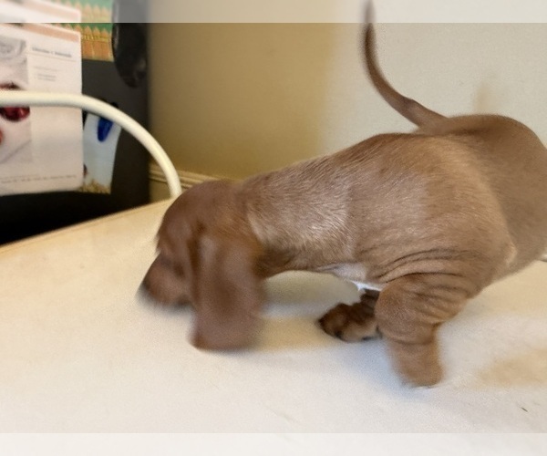 Medium Photo #11 Dachshund Puppy For Sale in DOTHAN, AL, USA