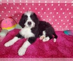 Small Photo #6 Bernedoodle Puppy For Sale in COLORADO SPRINGS, CO, USA