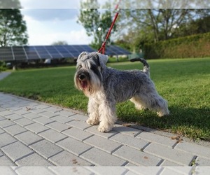 Father of the Schnauzer (Miniature) puppies born on 03/31/2025