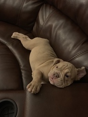 English Bulldog Puppy for sale in LAFAYETTE, IN, USA