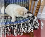 Small Photo #4 Pookimo Puppy For Sale in CLARE, MI, USA