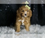 Small Photo #98 Cavapoo Puppy For Sale in WARSAW, IN, USA