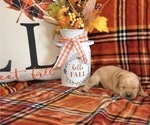 Small Photo #6 Golden Labrador Puppy For Sale in MARYVILLE, MO, USA