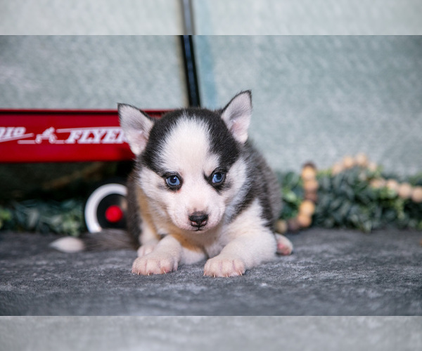Medium Photo #7 Pomsky Puppy For Sale in ELIZABETHTOWN, PA, USA