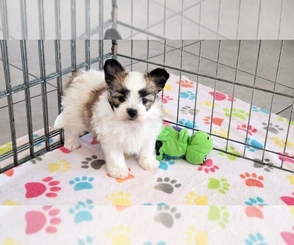 Medium Photo #7 Papitese Puppy For Sale in ORO VALLEY, AZ, USA
