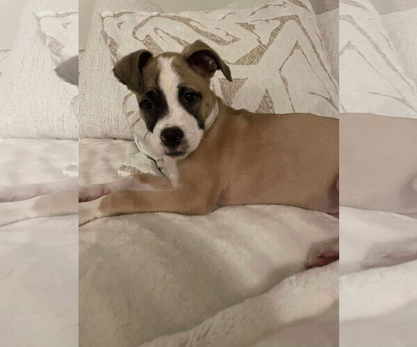 Medium Photo #12 Mutt Puppy For Sale in Holly Springs, NC, USA