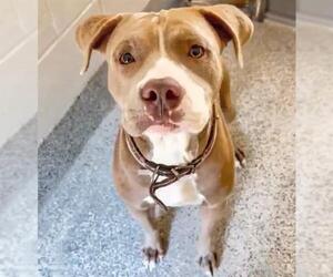 Mutt Dogs for adoption in Houston, TX, USA