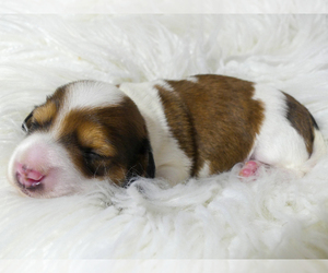 Dachshund Puppy for sale in FAIRBANK, IA, USA