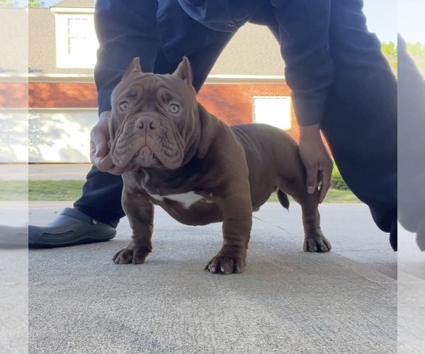 Medium Photo #1 American Bully Puppy For Sale in COVINGTON, GA, USA