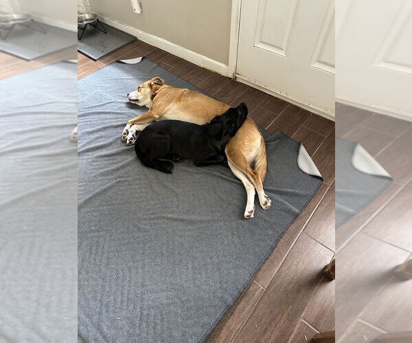 Medium Photo #4 Labrador Retriever-Unknown Mix Puppy For Sale in Lakewood, CO, USA