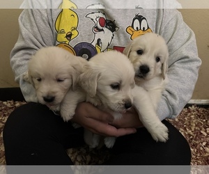English Cream Golden Retriever Puppy for sale in APPLE VALLEY, CA, USA