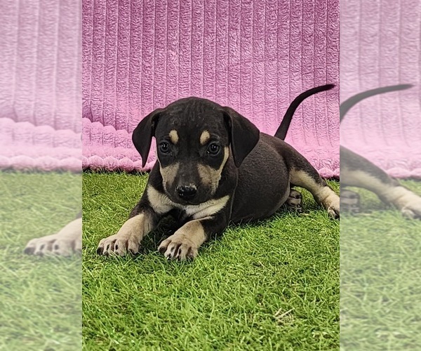 Medium Photo #14 Catahoula Leopard Dog Puppy For Sale in CUMBY, TX, USA