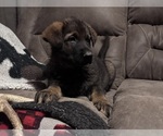 Small #2 German Shepherd Dog