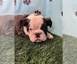 Small #2 Bulldog