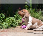 Small Dachshund