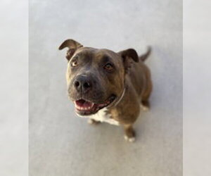 American Bulldog Dogs for adoption in Salinas, CA, USA