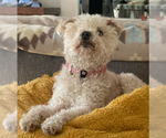 Small #2 Mutt