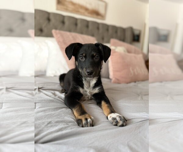 Medium Photo #2 Collie-Unknown Mix Puppy For Sale in Sandy, UT, USA