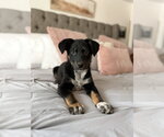 Small #1 Collie Mix
