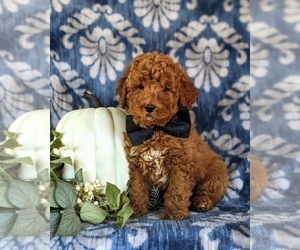 Poodle (Miniature) Puppy for sale in BIRD IN HAND, PA, USA