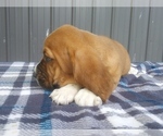 Small Photo #13 Basset Hound Puppy For Sale in PETERSBURG, IN, USA