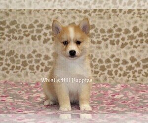Pomsky Puppy for sale in DENVER, PA, USA