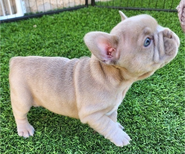 Medium Photo #12 French Bulldog Puppy For Sale in LAS VEGAS, NV, USA
